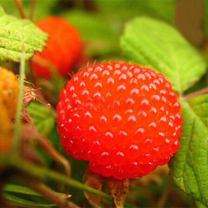 树莓苗果树苗红树梅黑树莓黄树莓南方北方种植当年结果阿甜8年苗