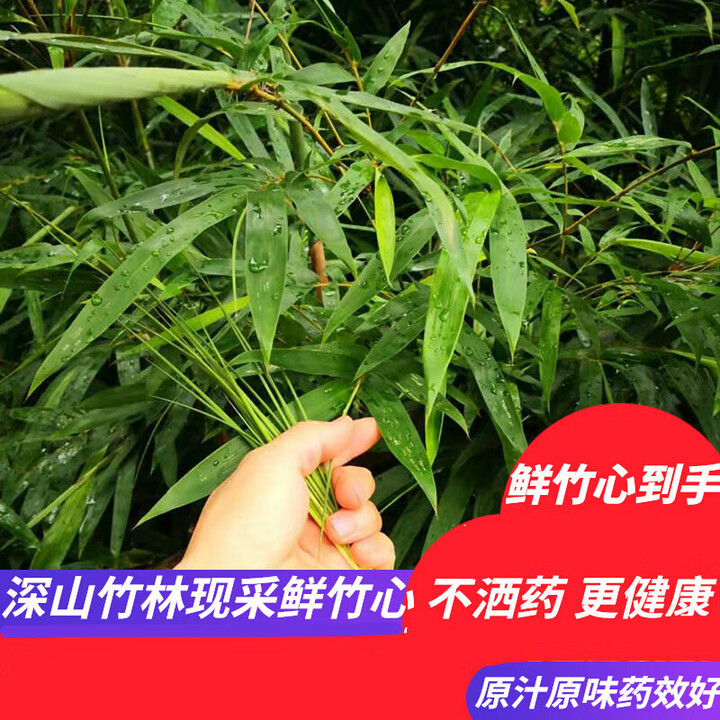 汪特现采山林竹叶心天然竹心嫩芽竹芯竹卷心新鲜竹叶嫩竹心凉茶竹心鲜