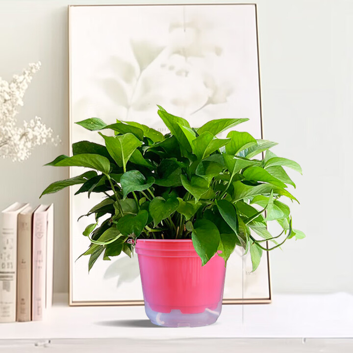 内客厅大型绿植除甲醛净化空气四季好养绿萝 精选绿萝红盆自动吸水盆