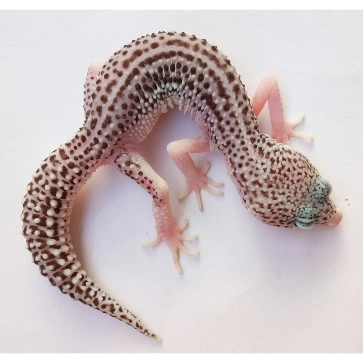 人工繁殖温顺可爱懒人宠物雪花柠檬霜萝卜银河豹纹守宫活体入门级