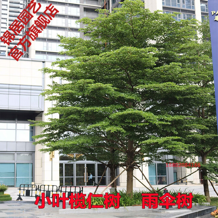 锦居小叶榄仁树苗细叶榄仁绿化风景树雨伞树锦叶榄仁苗四季常绿植物 小叶榄仁树70-90厘米高 带土发货 其他【图片 价格 品牌 报价】-京东