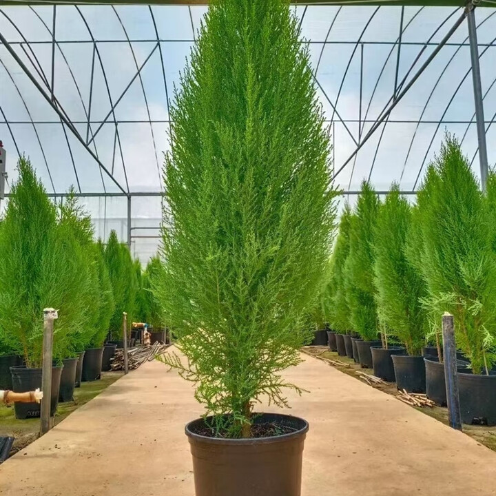 朵芮蜜香冠柏小香松盆栽植物四季绿植阳台室内室外好养圣诞树宝塔松树苗 香松70-80公分 含基地育苗盆 【图片 价格 品牌 报价】-京东