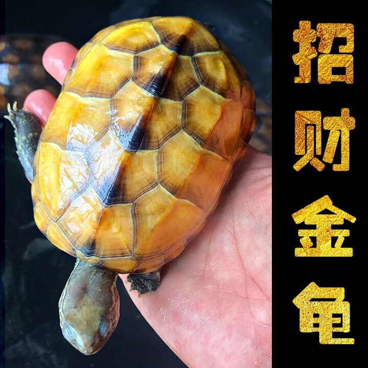 桐汝壁正宗金龟金钱大龟观赏黄金龟宠物小乌龟活物大乌龟深水吃菜龟 15厘米左右(好看 容易养) 性别备注公母【图片 价格 品牌 报价】-京东