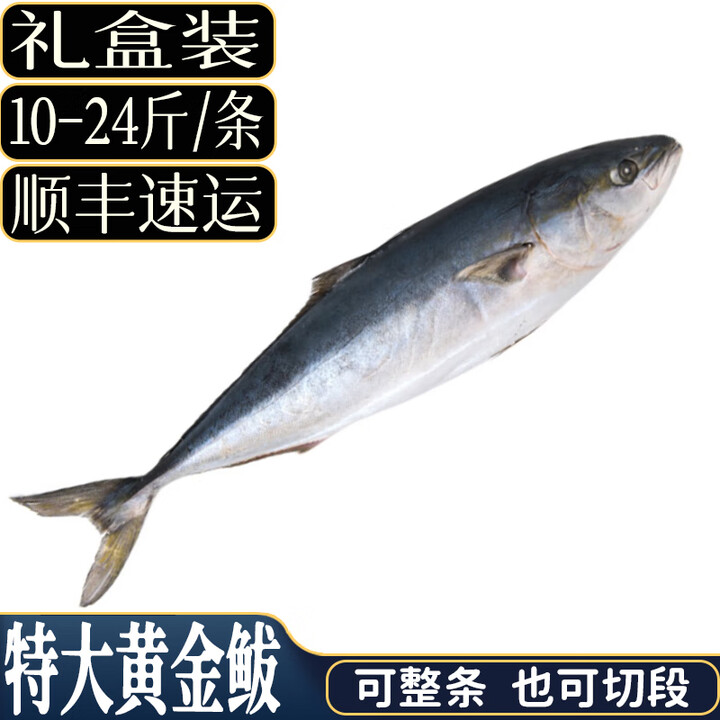 亚又婧特大鲅鱼整条黄狮鱼黄金鲅青甘鱼非燕尾鲅新鲜海鱼年货送中秋礼盒 22-24斤 整条净重【图片 价格 品牌 报价】-京东