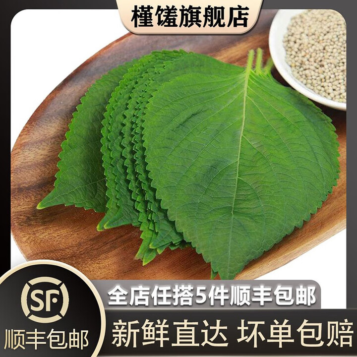 槿馐新鲜大苏子叶100g-250g 大片东北紫苏叶日本料理韩国烤肉包饭泡菜 新鲜苏子叶100g【图片 价格 品牌 报价】-京东