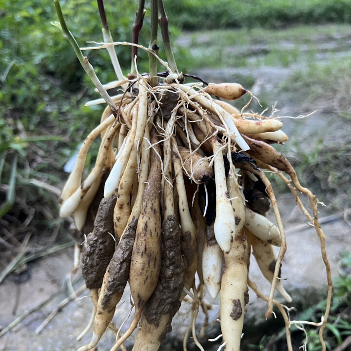 禾之润红花百部种苗老根良种对叶大百部苗子中药材百步九重根大苗 大红花百部(大苗10棵10薯以上)【图片 价格 品牌 报价】-京东