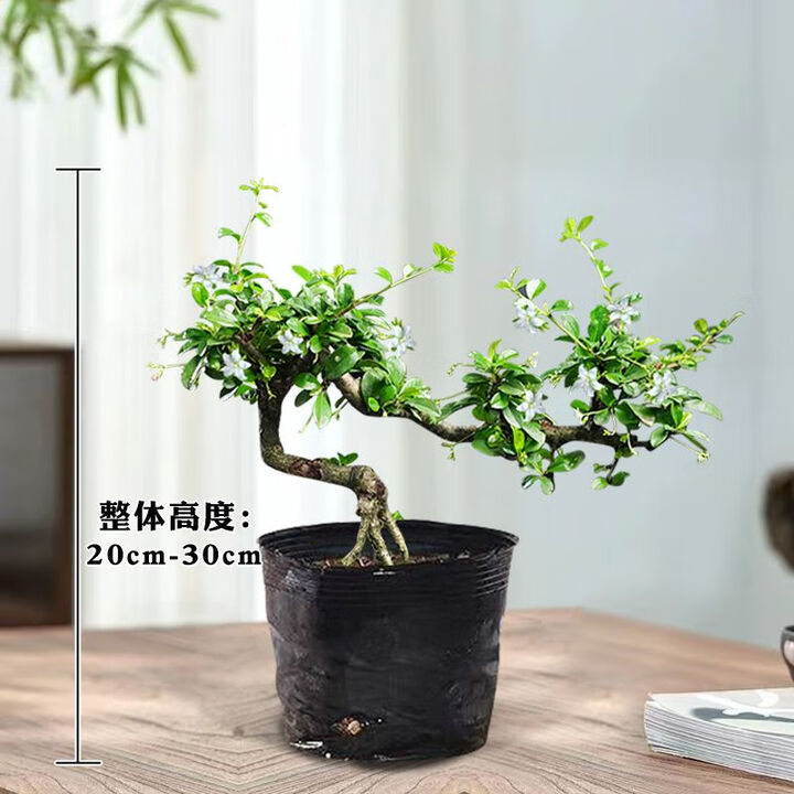福建茶盆栽飘枝绿植室内盆栽办公室悬崖造型老桩禅意植物客厅盆景 提根飘枝福建茶简装一棵装 无规格【图片 价格 品牌 报价】-京东