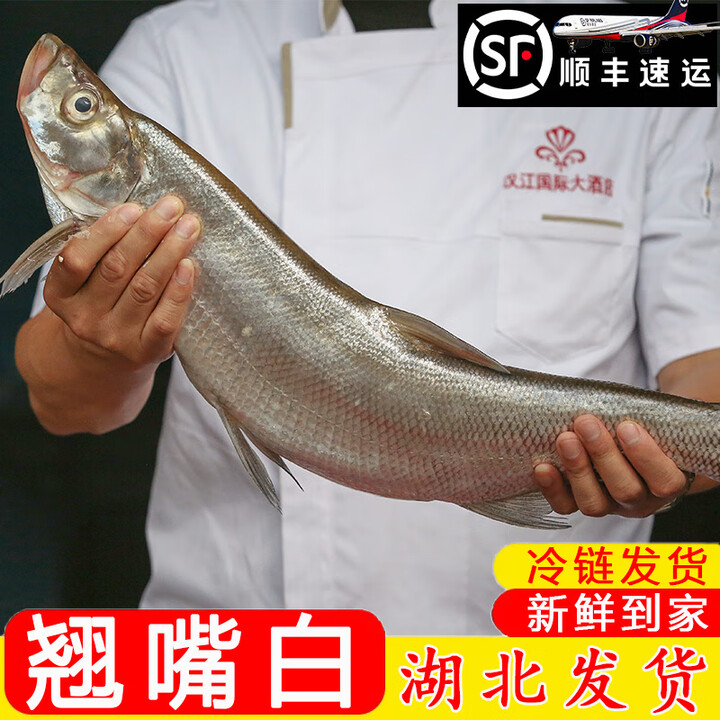 新鲜丹江口大鱼翘嘴白鱼大翘嘴鲌鱼大白刁新鲜小刁子翘壳 杀好净重8斤左右【1条】【图片 价格 品牌 报价】-京东