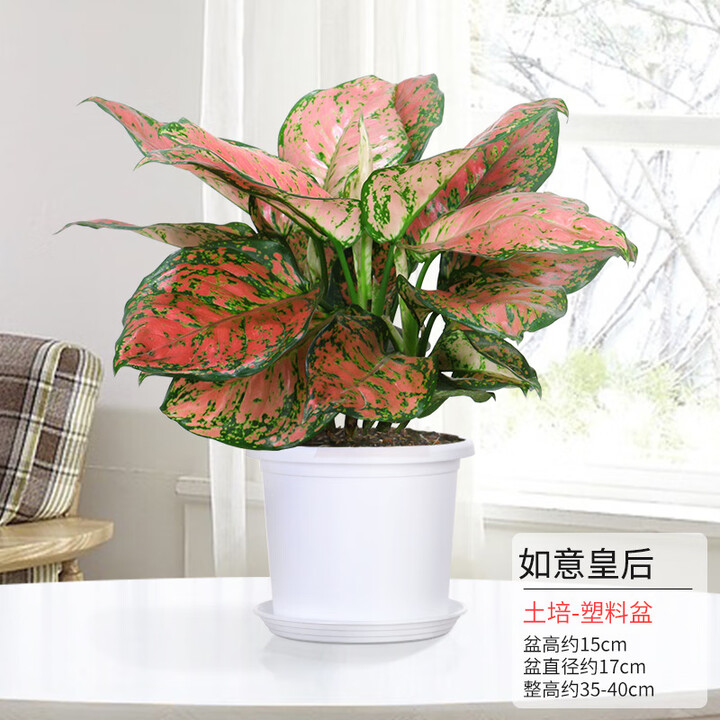 如意皇后花盆栽吉利红桌面植物室内绿植花卉四季玛丽安万年青易养 【超大盆三颗】简约加仑白盆-如意皇后 带盆【图片 价格 品牌 报价】-京东