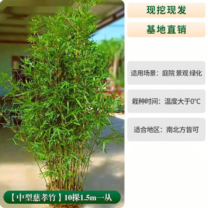 竹子苗慈孝竹庭院观赏竹种植丛生竹大型窝竹凤尾竹阳台盆栽竹 中型慈孝竹10棵1米5高 一从【图片 价格 品牌 报价】-京东