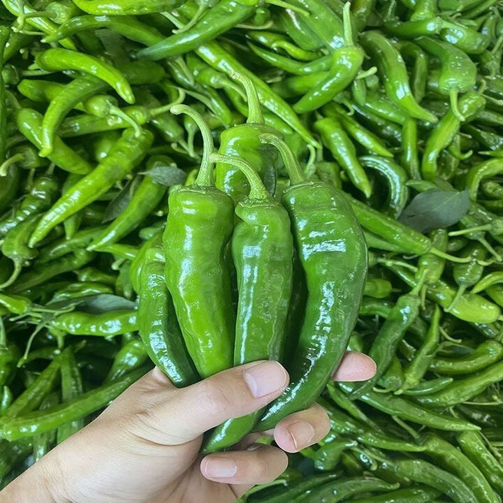 超辣正宗辣妹子青辣椒椒新鲜尖椒辣美人当季腌制香辣特辣辣椒新鲜 3斤高辣辣妹子 1.5kg 当日现摘【图片 价格 品牌 报价】-京东