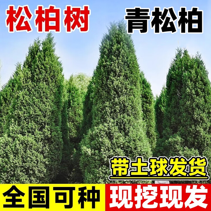 楸珞园柏树树苗塔柏四季常青松柏树墓前柏树苗侧柏蜀桧苗扁柏宝塔松龙柏 塔柏精品苗80cm高【图片 价格 品牌 报价】-京东