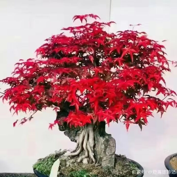 红枫树四季红枫叶盆栽树苗红舞姬红枫盆栽正宗红枫树 羽毛枫【耐寒花卉】不带叶 中苗【买一发二】送肥料【图片 价格 品牌 报价】-京东