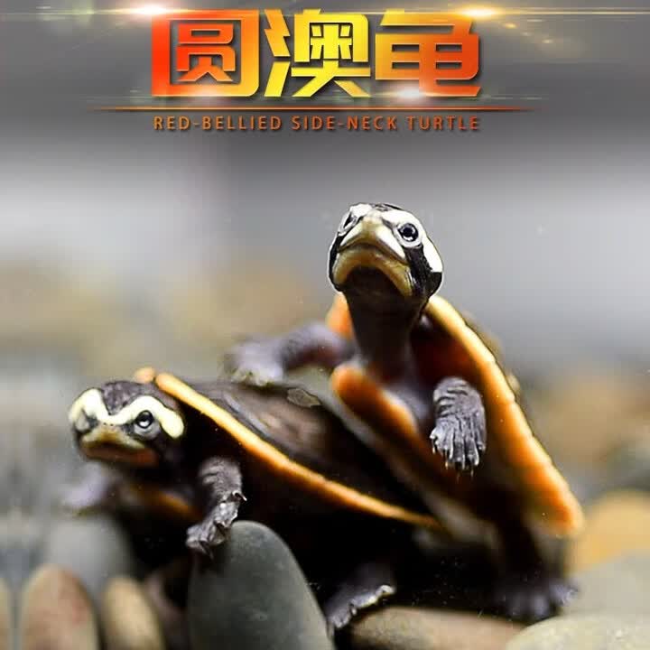 西非侧颈龟沼泽乌龟活体仰泳猪深水蛋龟苗活物吃鱼缸粪便红面笑脸 精品圆澳侧颈龟(视频挑选) 12-14cm【图片 价格 品牌 报价】-京东