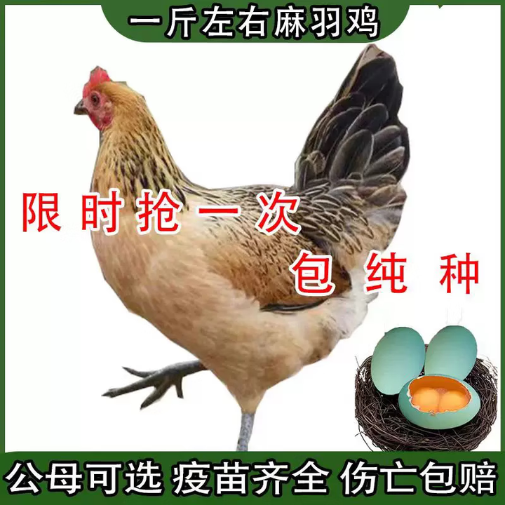 一斤正宗麻羽鸡土鸡活苗纯种麻羽鸡绿壳蛋鸡高产蛋笨鸡土鸡苗包活 一斤左右麻羽鸡 5只装(5母)【图片 价格 品牌 报价】-京东