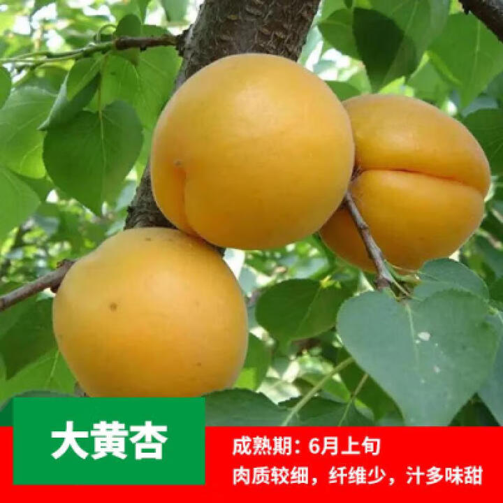 芯荷杏树苗嫁接早熟晚熟甜杏子树苗庭院阳台盆栽地栽果树苗南北方种植 大黄杏4年苗（当年结果）【图片 价格 品牌 报价】 京东 