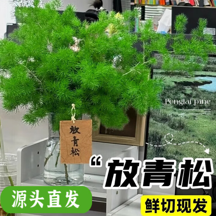 放青松工位 绿植水培植物办公室内好养桌面摆【图片 价格 品牌 报价】-京东