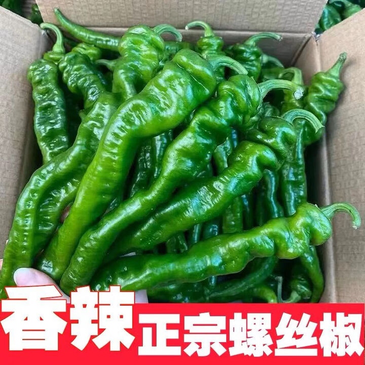 新鲜现摘农家正宗螺丝椒皱皮薄皮香辣微辣蔬菜青椒龙椒四季蔬菜 3斤【图片 价格 品牌 报价】-京东