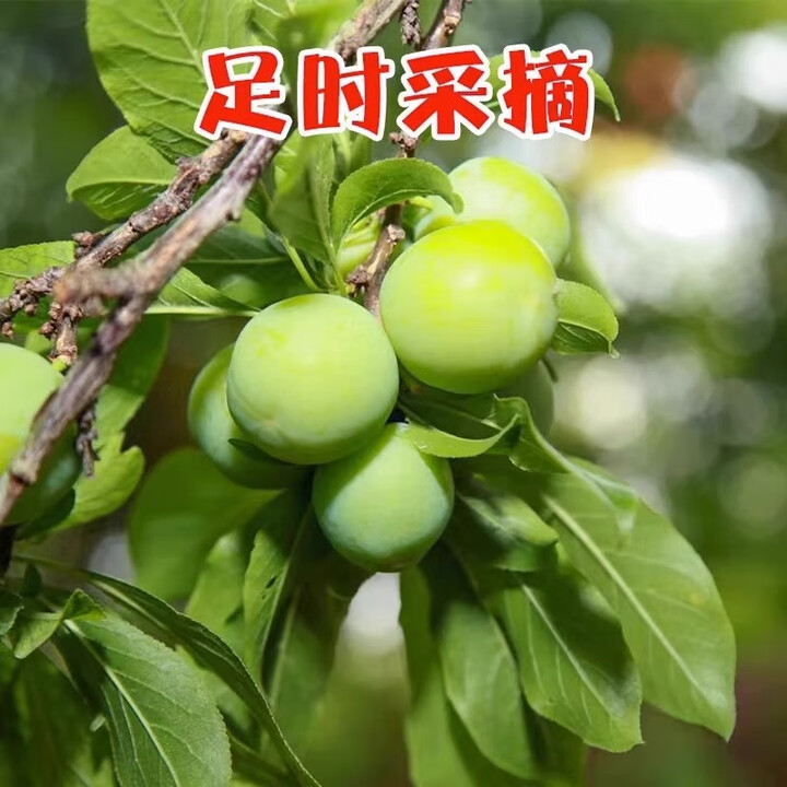 寒与会三月李子大果青李子新鲜水果酸脆李子现摘三华李孕妇现摘 5斤【图片 价格 品牌 报价】-京东