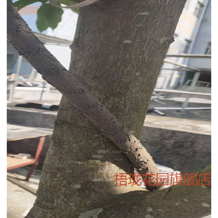 仿真树藤穿线管空心管户外保护电缆电线导线管装饰仿真树藤护套管 抗寒阻燃内径25外径31mm一米【图片 价格 品牌 报价】-京东