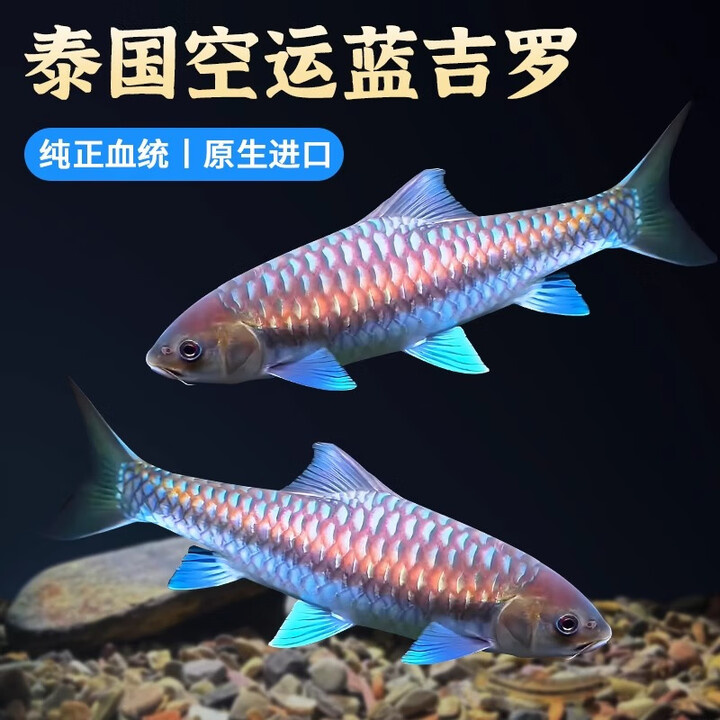 疯狂水草蓝吉罗观赏鱼苗活鱼热带淡水耐活好养自来水原生大型异口吉罗鱼 大头野史吉罗1条8-12cm【图片 价格 品牌 报价】-京东