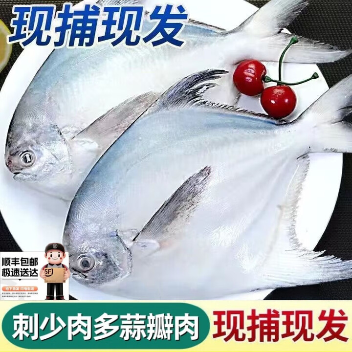 【顺丰直达】大银鲳鱼 新鲜白鲳鱼平鱼昌鱼海鲜水产鲜活鱼类 【顺丰发货】3斤装 精品每斤3-4条【图片 价格 品牌 报价】-京东