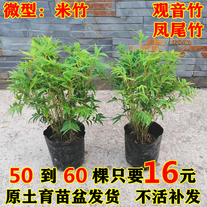 恬芬米竹盆栽凤尾竹观音竹微型观赏竹庭院竹子室内阳台小叶米竹苗盆景 5棵一丛【带土球发货】试种装【图片 价格 品牌 报价】-京东