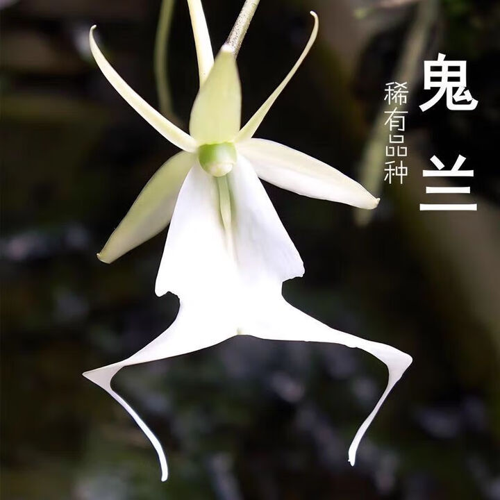 鬼兰幽鬼面兰跳舞兰名贵稀有兰花浓香型好养易成活自然种植花苞 5苗鬼面兰【图片 价格 品牌 报价】-京东