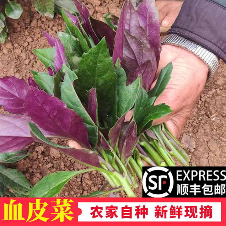 果益寿【顺丰直达】血皮菜新鲜现摘观音菜紫背菜红背菜四川蔬菜紫背天葵 500g【新鲜血皮菜】【图片 价格 品牌 报价】-京东