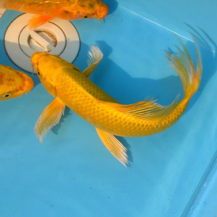 七流婉精品锦鲤鱼活体大型淡水冷水鱼观赏鱼金鱼纯正孔雀锦鲤小 5-7cm黄金龙凤3条【图片 价格 品牌 报价】-京东