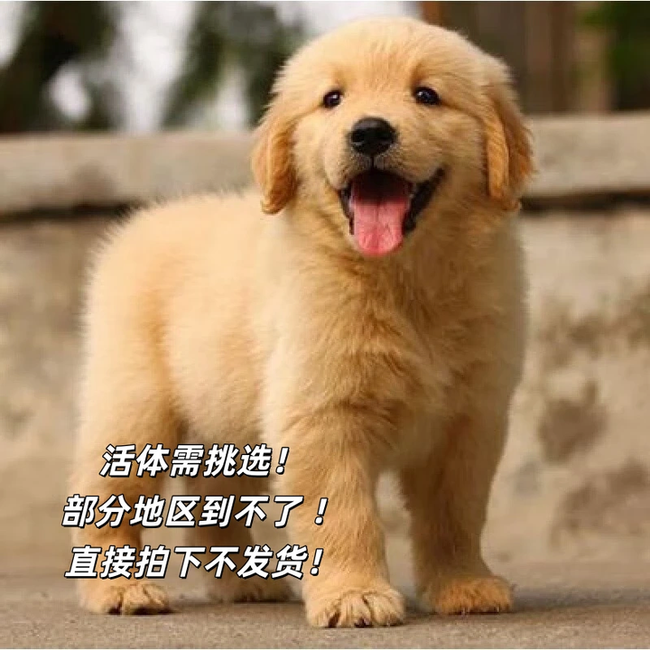 幼犬纯种金毛活体健康金毛犬成年大型寻回犬导盲犬宠物狗金毛幼崽