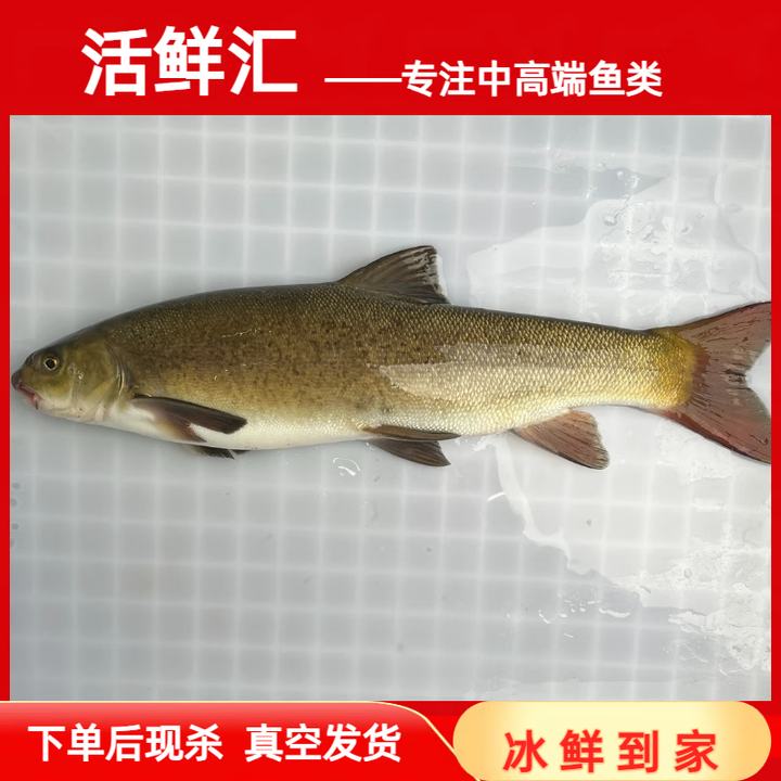 四川雅安特产雅鱼生态养殖冷水鱼鲜活食用裂腹鱼丙穴鱼 雅鱼一条 (活鱼现杀) 1.4-1.6斤【图片 价格 品牌 报价】-京东
