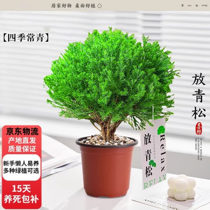 中梦放青松绿植雾松室内小盆栽雾凇办公室桌面放轻松植物摆件四季好养 雾凇（不含盆）+放青松卡片【图片 价格 品牌 报价】-京东