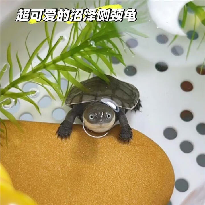 【包孵化】沼泽侧颈龟蛋可孵化笑脸乌龟深水龟精品西非乌龟仰泳龟 沼泽侧颈龟蛋1枚-包受精孵化【图片 价格 品牌 报价】-京东