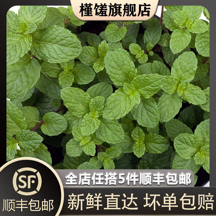 槿馐新鲜留兰香薄荷叶100g-500g食用清凉茶烘焙点缀莫吉托调酒装饰 薄荷叶500g【图片 价格 品牌 报价】-京东
