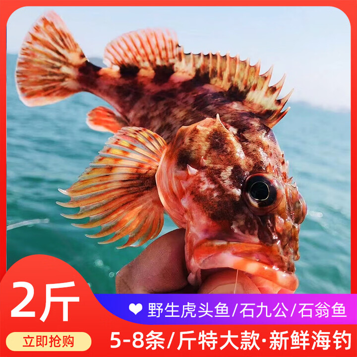 海钓野生虎头鱼新鲜石九公鱼石翁鱼小石斑鱼红斑鱼鲜活活鱼上岸大 2斤(一斤16-20条左右)【图片 价格 品牌 报价】-京东