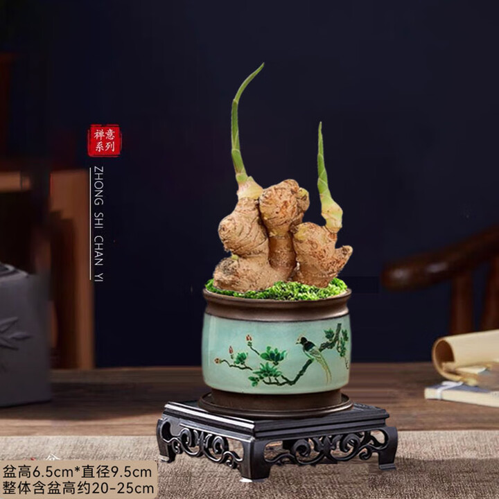 DL代购禄根盆栽四季好养水培生姜苗种植植物室内办公 一统江山+【喜上枝头】+黄金沙 +方底座【图片 价格 品牌 报价】-京东