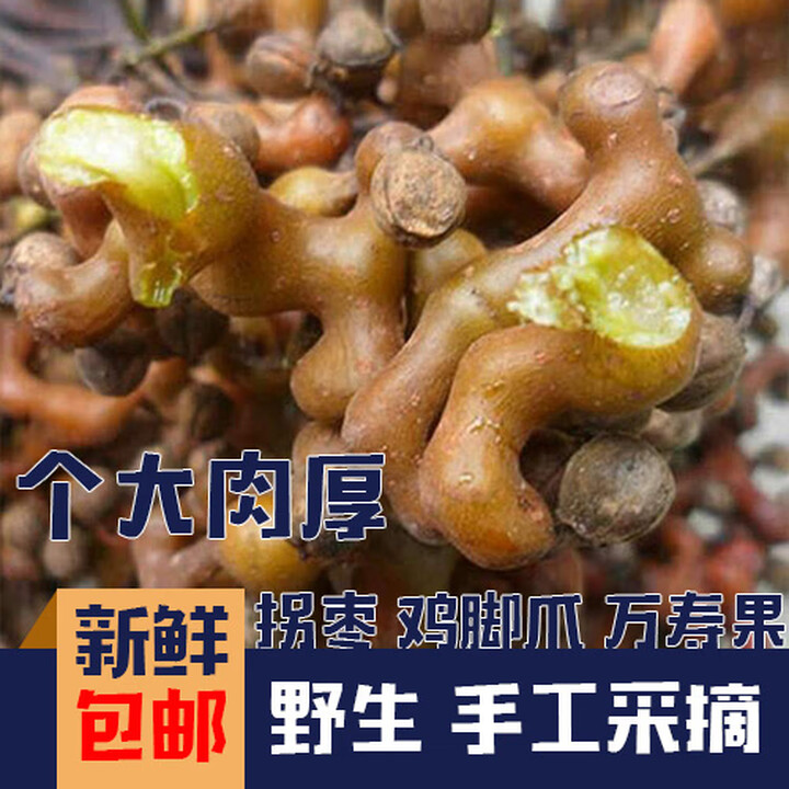 2025年陕西秦岭新鲜拐枣新鲜万寿果野生拐枣野生万寿果鸡爪梨 5斤 半干霜打带枝【现摘现发】【图片 价格 品牌 报价】-京东