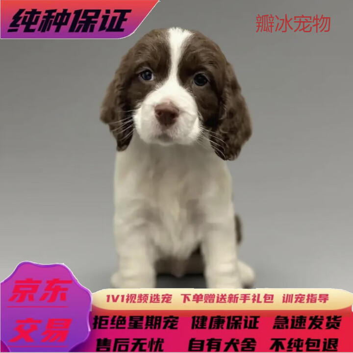 纯种史宾格犬幼犬纯种活体肝色咖啡色狗狗公母都展示型史宾格猎犬 宠物级 腊肠犬【图片 价格 品牌 报价】-京东