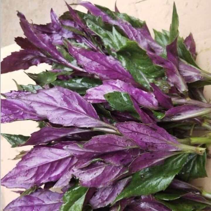 血皮菜新鲜紫背菜补血菜观音菜现摘现发嫩叶农家种时令蔬菜 带箱3斤装【现摘精选发货】【图片 价格 品牌 报价】-京东