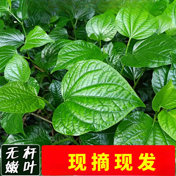 假娄叶新鲜哈喽叶蛤篓叶假蒌叶海南捞叶蛤蒌叶哈篓叶包粽子葛蒌叶 60g【图片 价格 品牌 报价】-京东