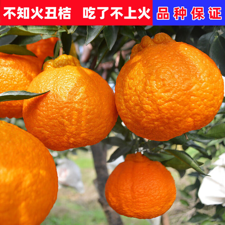 姬缘希四川丑八怪果树苗丑橘树苗不知火丑桔苗丑橘苗丑桔丑橘树当年结果 丑橘4年苗【果园推荐】【图片 价格 品牌 报价】-京东