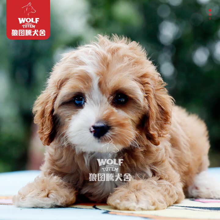 京狼图腾大型实体犬舍 美国可卡布幼犬纯种可卡宠物狗小型犬茶杯犬 赛级 B04【图片 价格 品牌 报价】-京东