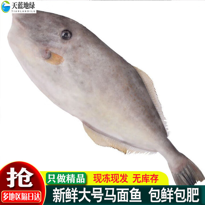 鹿凌青新鲜扒皮鱼 冷冻马面鱼 剥皮鱼 橡皮鱼 深海捕捞海鱼 海鲜水产 【马面鱼】1斤(18-22条/斤)【图片 价格 品牌 报价】-京东