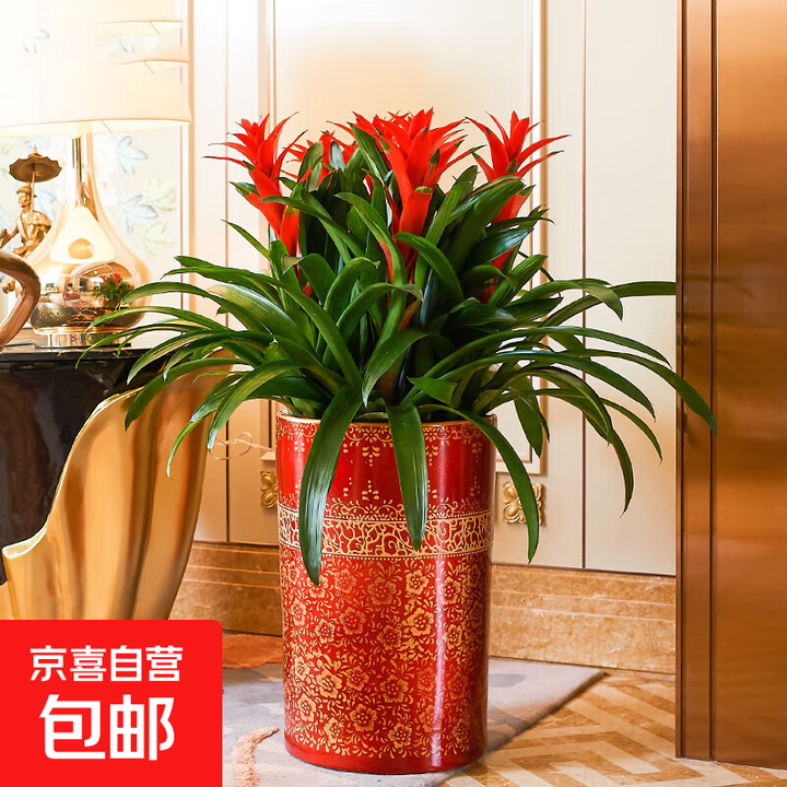 鸿运当头盆栽带花室内客厅办公室大植物红星凤梨开业送礼花卉绿植 大鸿运当头1盆(高约40cm)【图片 价格 品牌 报价】-京东