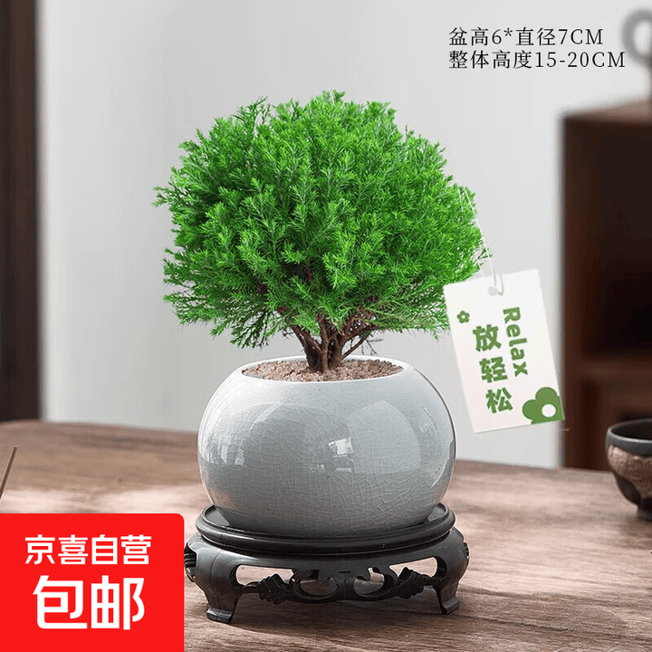 雾凇放青松绿植放轻松植物好养活四季办公室桌面工位绿植室内盆栽 雾凇+浅灰冰裂陶瓷盆+圆底座+放青松卡片【图片 价格 品牌 报价】-京东