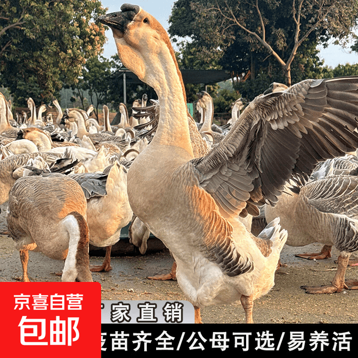 高照小马哥正宗纯种狮头鹅鹅苗活体狮子头幼苗鹅活苗单体100-150g疫苗齐全厂家直发 10只(公母需备注留言,默认随机)【图片 价格 品牌 ...