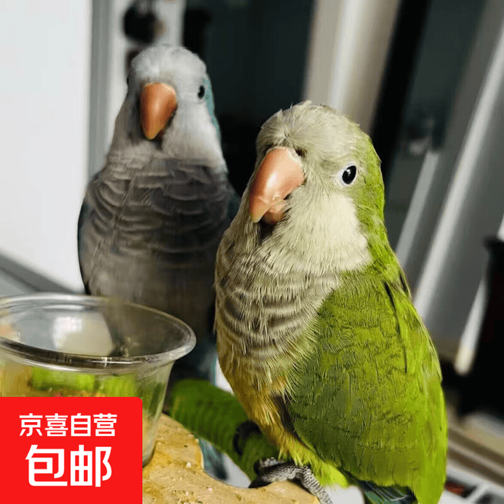 和尚鹦鹉幼鸟活体宠物会学说话的鹦鹉合法带标识亲人可上手家养鸟 纯手养绿和尚一只(包邮包活 带卡)【图片 价格 品牌 报价】-京东