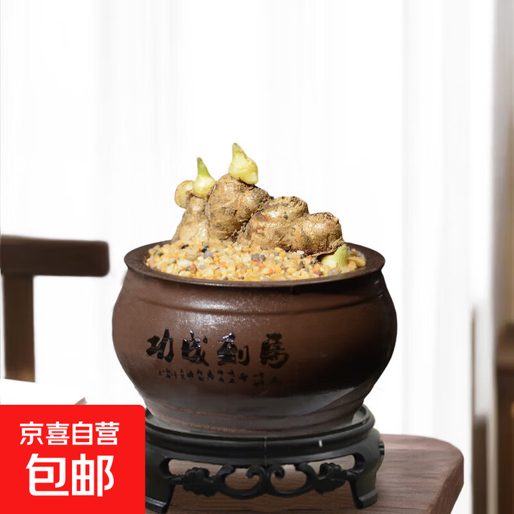 生姜禄根盆栽新鲜带芽一统姜山盆景室内办公室桌面绿植物茶室禅意 带芽禄根+马到成功盆+密胺底托【图片 价格 品牌 报价】-京东