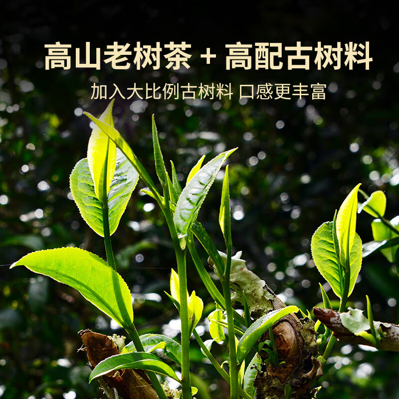 澜沧古茶叶普洱熟茶 2023年云南普洱0081云南七子茶饼357g